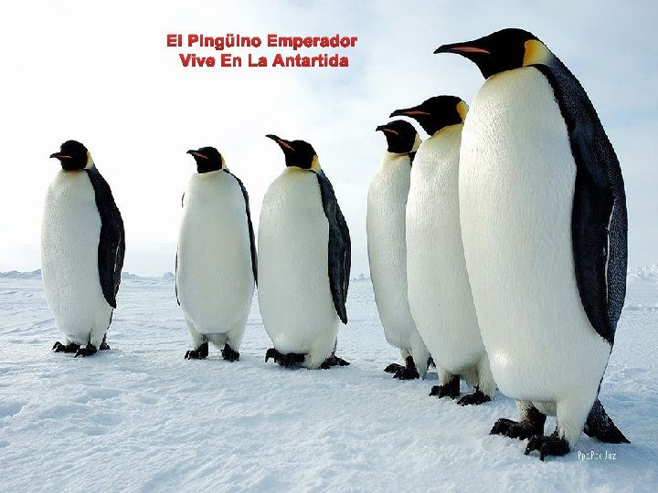El Pingüino Emperador Vive En La Antartida 