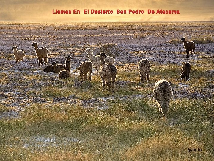 Llamas En El Desierto San Pedro De Atacama 