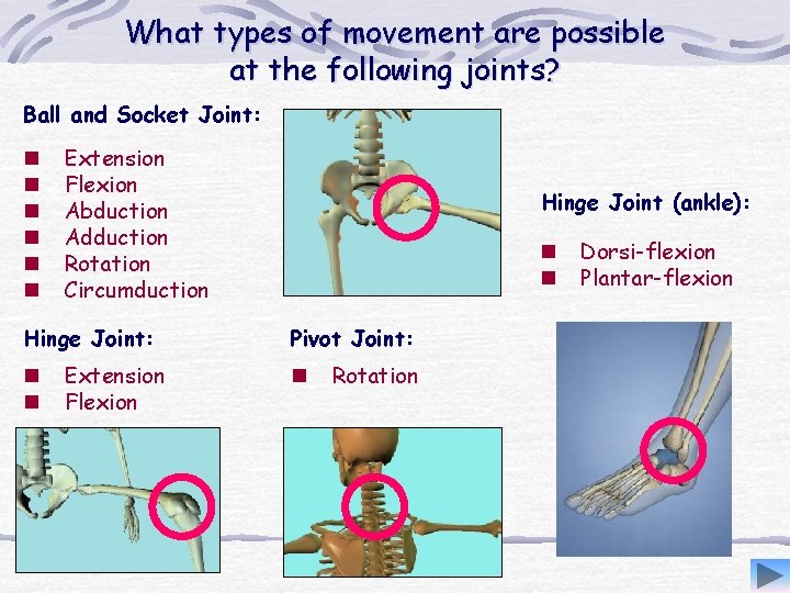 What types of movement are possible at the following joints? Ball and Socket Joint: