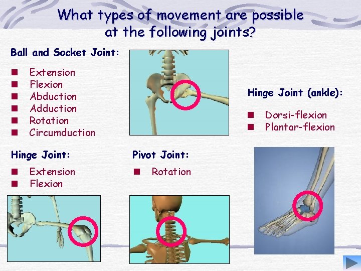 What types of movement are possible at the following joints? Ball and Socket Joint: What types of movement are possible at the following joints? Ball and Socket Joint: