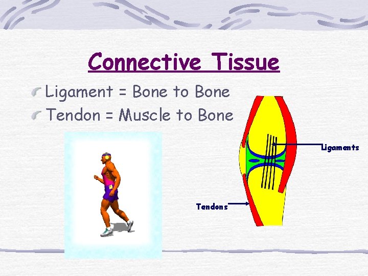 Connective Tissue Ligament = Bone to Bone Tendon = Muscle to Bone Ligaments Tendons Connective Tissue Ligament = Bone to Bone Tendon = Muscle to Bone Ligaments Tendons