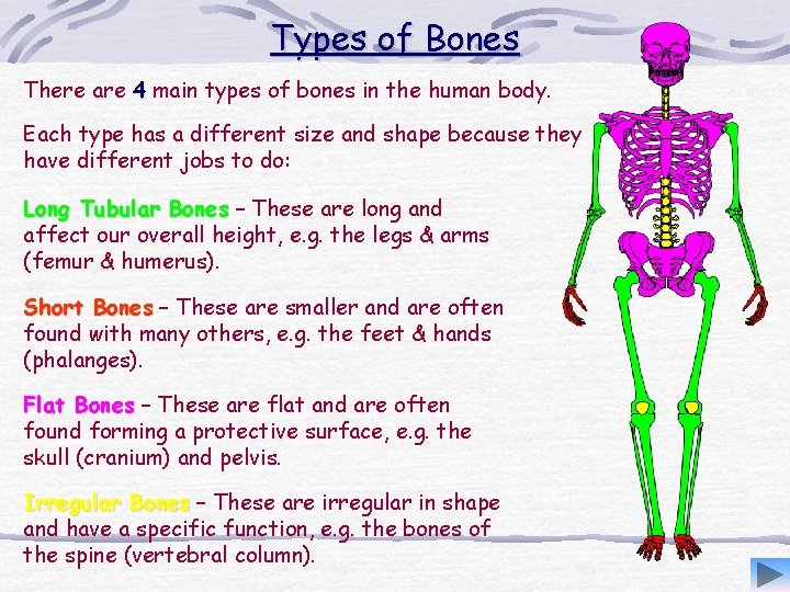 Types of Bones There are 4 main types of bones in the human body.