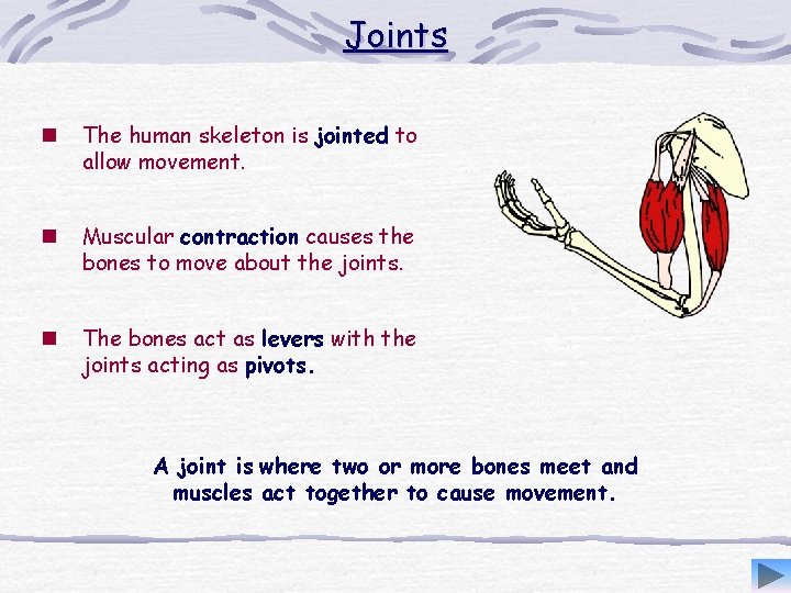 Joints n The human skeleton is jointed to allow movement. n Muscular contraction causes
