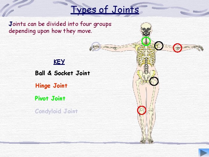 Types of Joints can be divided into four groups depending upon how they move.