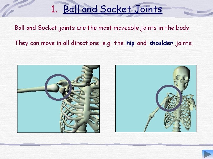 1. Ball and Socket Joints Ball and Socket joints are the most moveable joints