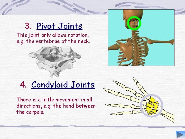 3. Pivot Joints This joint only allows rotation, e. g. the vertebrae of the 3. Pivot Joints This joint only allows rotation, e. g. the vertebrae of the