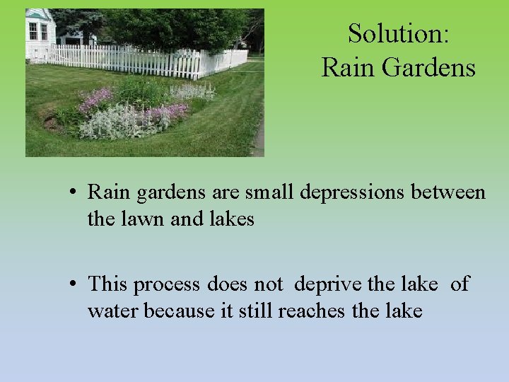 Solution: Rain Gardens • Rain gardens are small depressions between the lawn and lakes