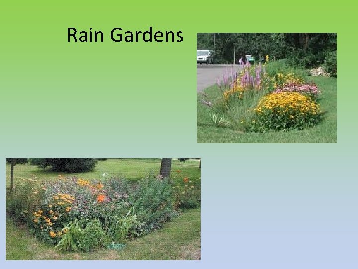 Rain Gardens 