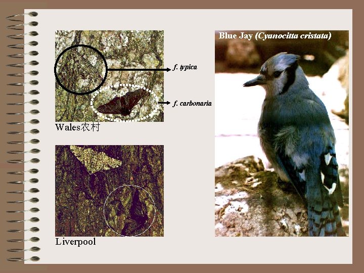 Blue Jay (Cyanocitta cristata) f. typica f. carbonaria Wales农村 Liverpool 