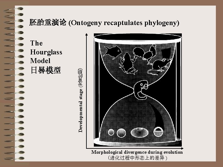 Developmental stage ( 发 育 时 期 The Hourglass Model 日晷模型 ) 胚胎重演论 (Ontogeny