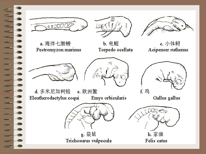 a. 海洋七腮鳗 Pectromyzon marinus b. 电鳐 Torpedo ocellata d. 多米尼加树蛙 e. 欧洲鳖 Eleutherodactylus coqui