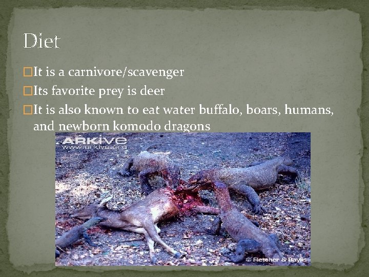 Diet �It is a carnivore/scavenger �Its favorite prey is deer �It is also known