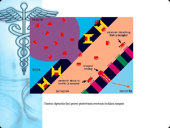 . Gambar diperjelas dari proses pembebasan serotonin kedalam sinapsis. 