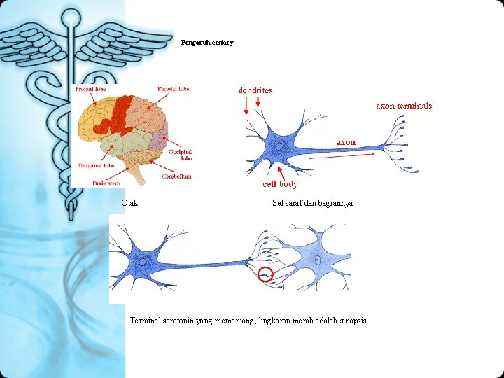 Pengaruh ecstacy Otak Sel saraf dan bagiannya Terminal serotonin yang memanjang, lingkaran merah adalah