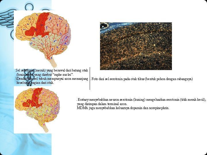 Sel serotonin (merah) yang berawal dari batang otak (brain stem) yang disebut “raphe nuclei”.