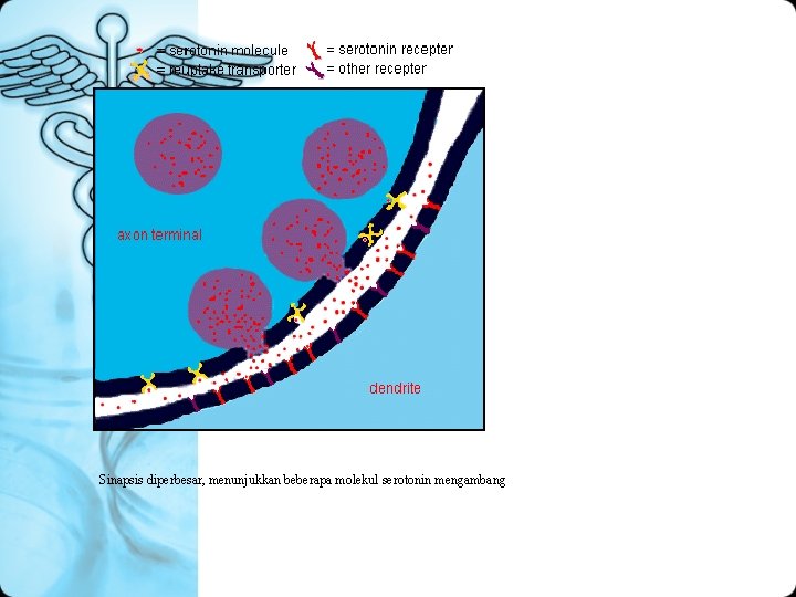 Sinapsis diperbesar, menunjukkan beberapa molekul serotonin mengambang 