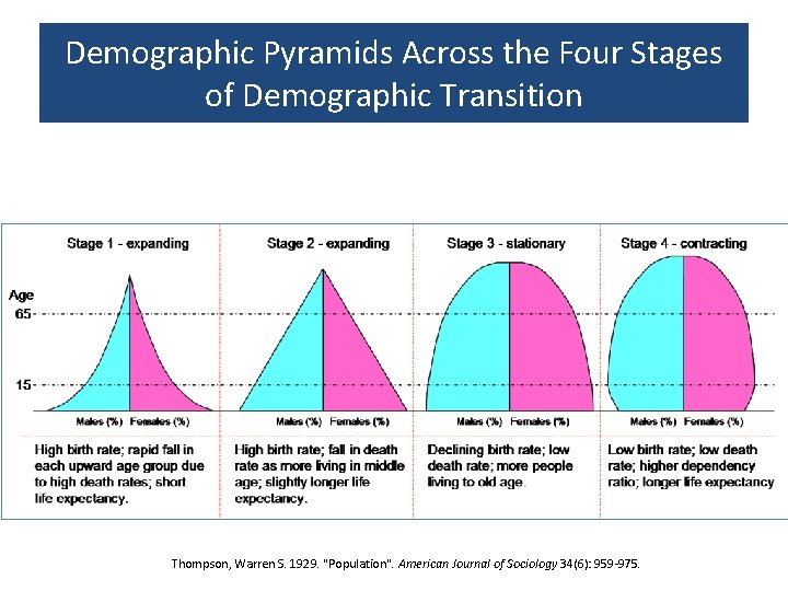 Demographic Pyramids Across the Four Stages of Demographic Transition Thompson, Warren S. 1929. "Population".