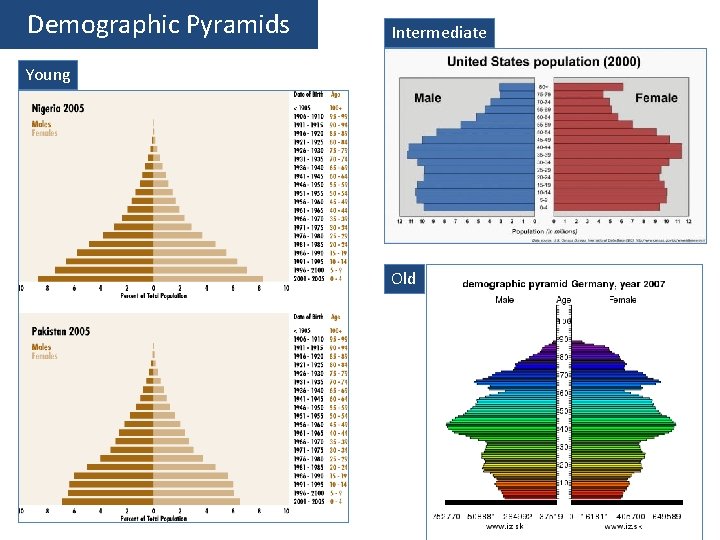 Demographic Pyramids Intermediate Young Old 
