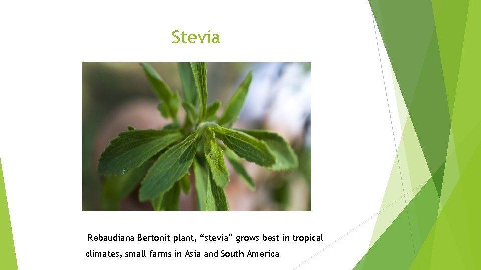 Stevia Rebaudiana Bertonit plant, “stevia” grows best in tropical climates, small farms in Asia