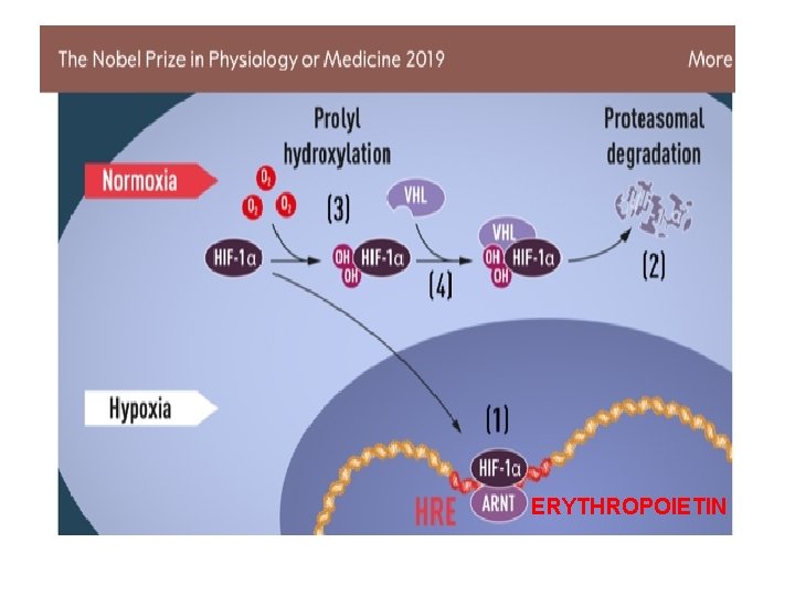 ERYTHROPOIETIN 