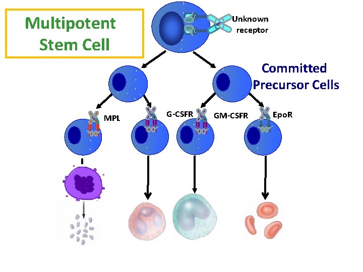 Multipotent Stem Cell Unknown receptor Committed Precursor Cells MPL G-CSFR GM-CSFR Epo. R 