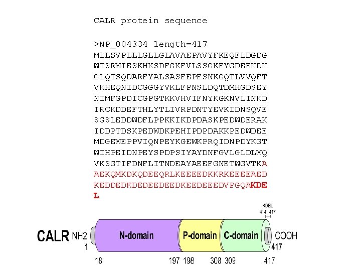 CALR protein sequence >NP_004334 length=417 MLLSVPLLLGLLGLAVAEPAVYFKEQFLDGDG WTSRWIESKHKSDFGKFVLSSGKFYGDEEKDK GLQTSQDARFYALSASFEPFSNKGQTLVVQFT VKHEQNIDCGGGYVKLFPNSLDQTDMHGDSEY NIMFGPDICGPGTKKVHVIFNYKGKNVLINKD IRCKDDEFTHLYTLIVRPDNTYEVKIDNSQVE SGSLEDDWDFLPPKKIKDPDASKPEDWDERAK IDDPTDSKPEDWDKPEHIPDPDAKKPEDWDEE MDGEWEPPVIQNPEYKGEWKPRQIDNPDYKGT