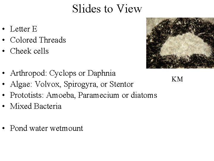 Slides to View • Letter E • Colored Threads • Cheek cells • •