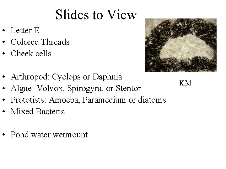 Slides to View • Letter E • Colored Threads • Cheek cells • •