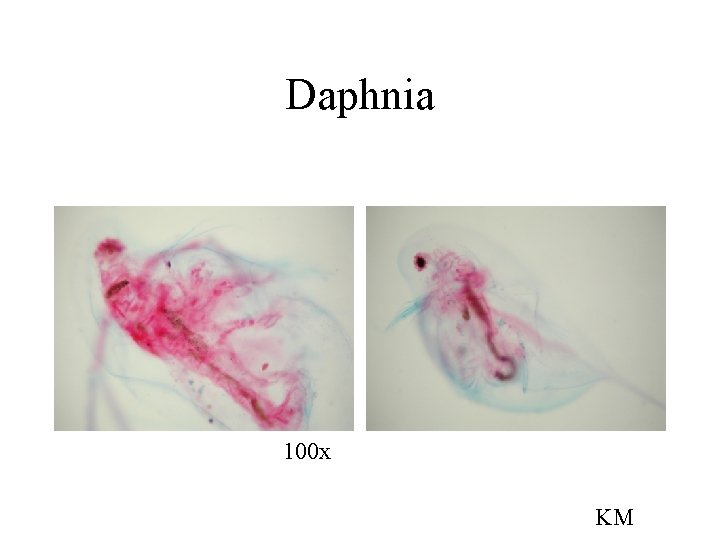 Daphnia 100 x KM 