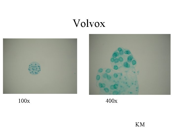 Volvox 100 x 400 x KM 
