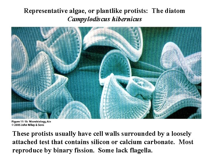 Representative algae, or plantlike protists: The diatom Campylodiscus hibernicus These protists usually have cell
