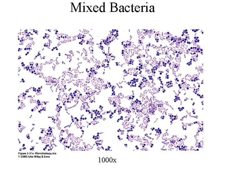 Mixed Bacteria 1000 x 