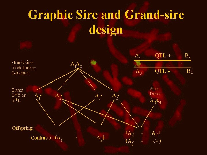 Graphic Sire and Grand-sire design 