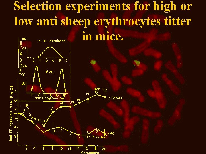 Selection experiments for high or low anti sheep erythrocytes titter in mice. 
