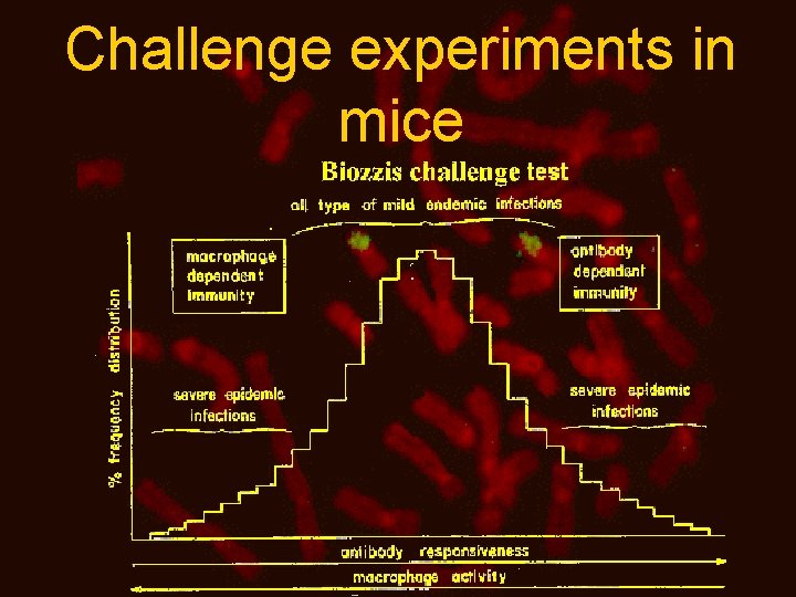 Challenge experiments in mice 