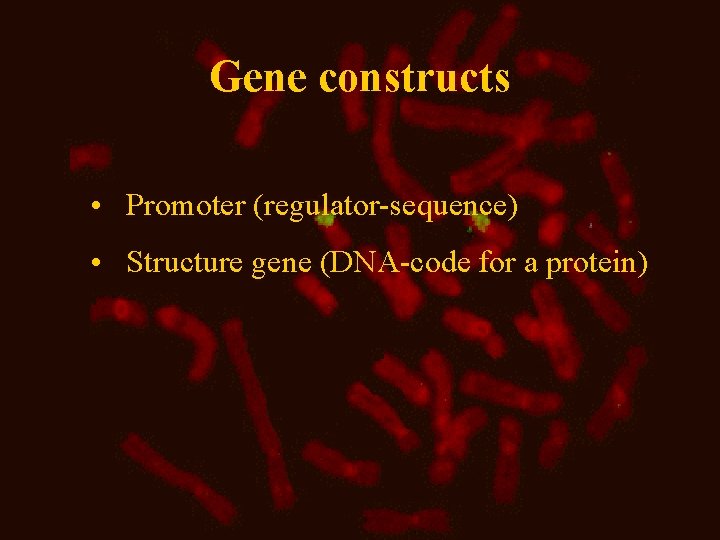 Gene constructs • Promoter (regulator-sequence) • Structure gene (DNA-code for a protein) 