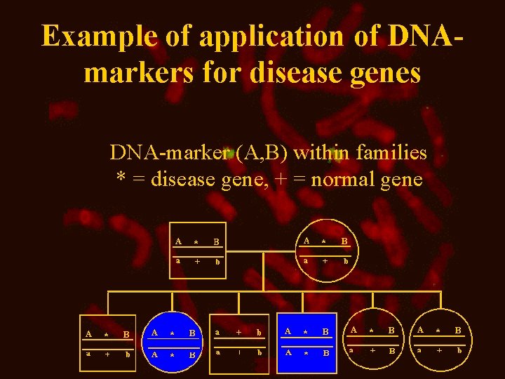Example of application of DNAmarkers for disease genes DNA-marker (A, B) within families *