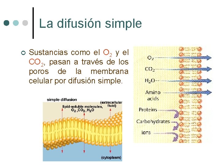 La difusión simple ¢ Sustancias como el O 2 y el CO 2, pasan