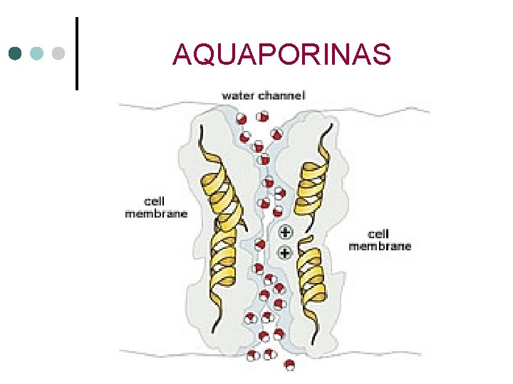 AQUAPORINAS 