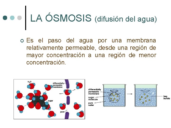 LA ÓSMOSIS (difusión del agua) ¢ Es el paso del agua por una membrana