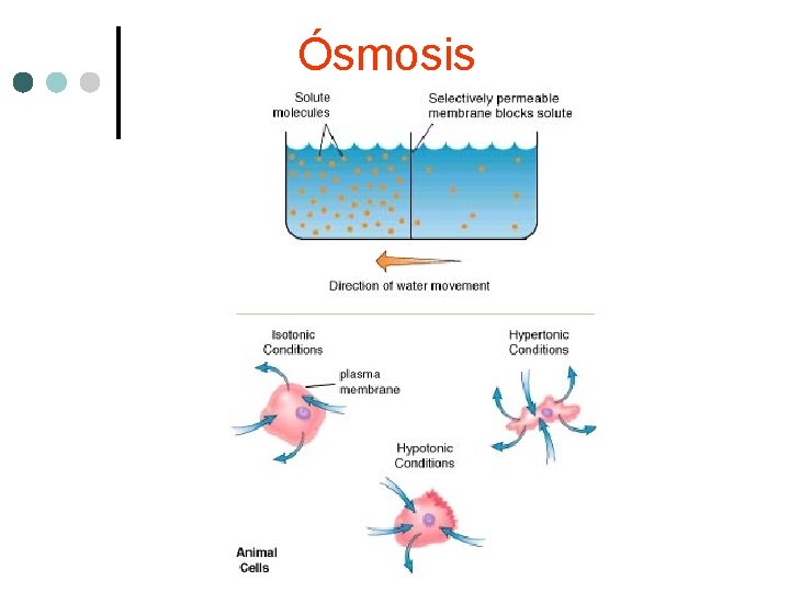 Ósmosis 