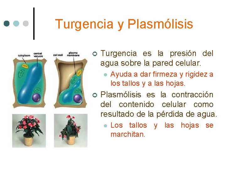 Turgencia y Plasmólisis ¢ Turgencia es la presión del agua sobre la pared celular.
