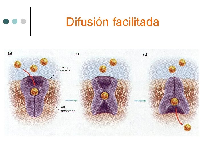Difusión facilitada 