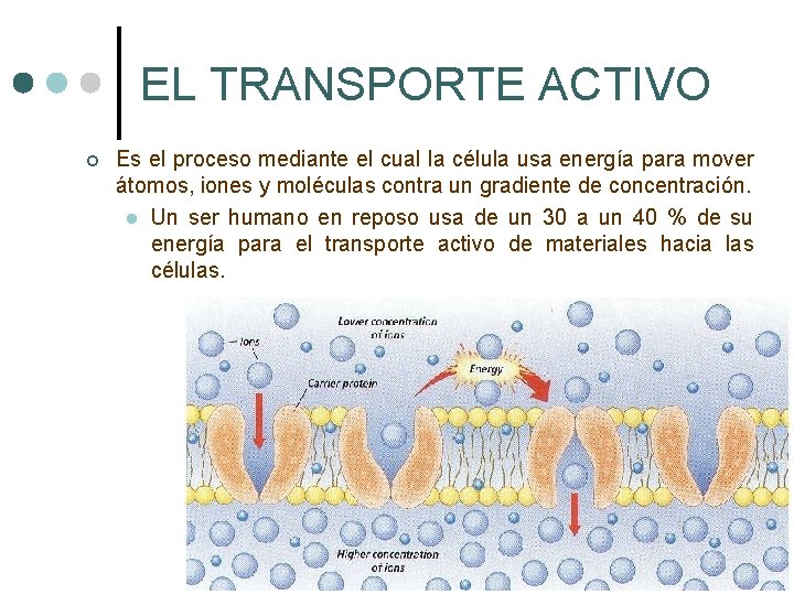 EL TRANSPORTE ACTIVO ¢ Es el proceso mediante el cual la célula usa energía