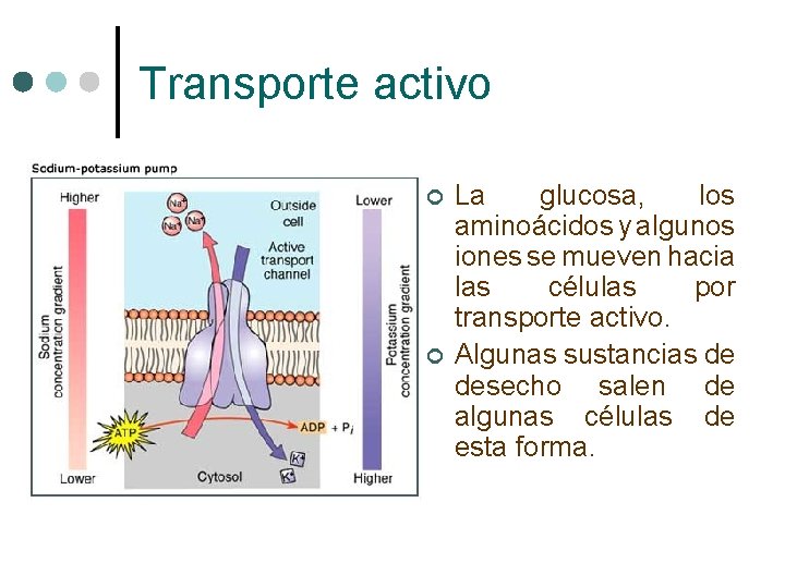 Transporte activo ¢ ¢ La glucosa, los aminoácidos y algunos iones se mueven hacia