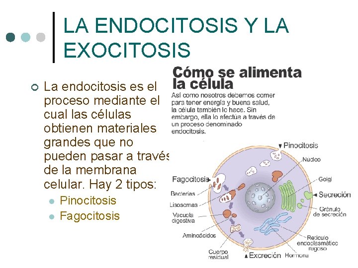 LA ENDOCITOSIS Y LA EXOCITOSIS ¢ La endocitosis es el proceso mediante el cual