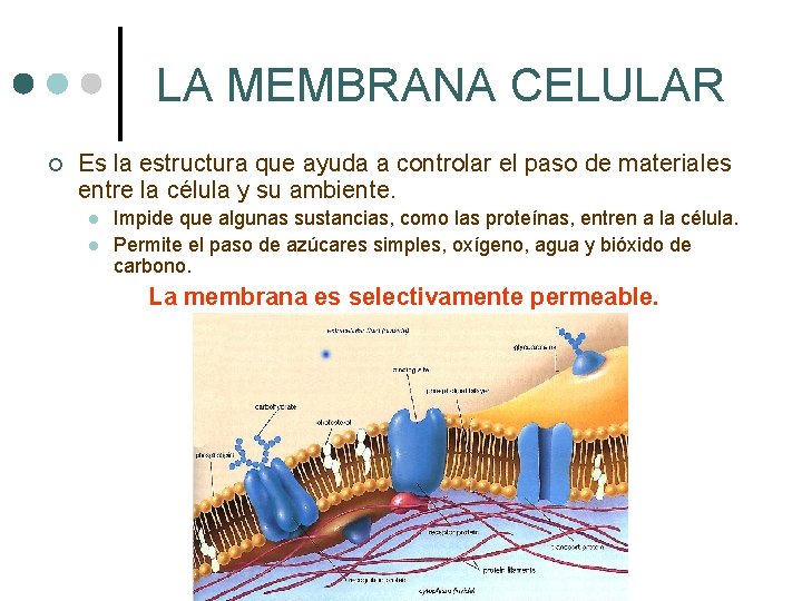 LA MEMBRANA CELULAR ¢ Es la estructura que ayuda a controlar el paso de