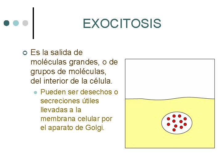 EXOCITOSIS ¢ Es la salida de moléculas grandes, o de grupos de moléculas, del