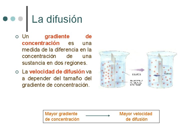 La difusión ¢ Un gradiente de concentración es una medida de la diferencia en