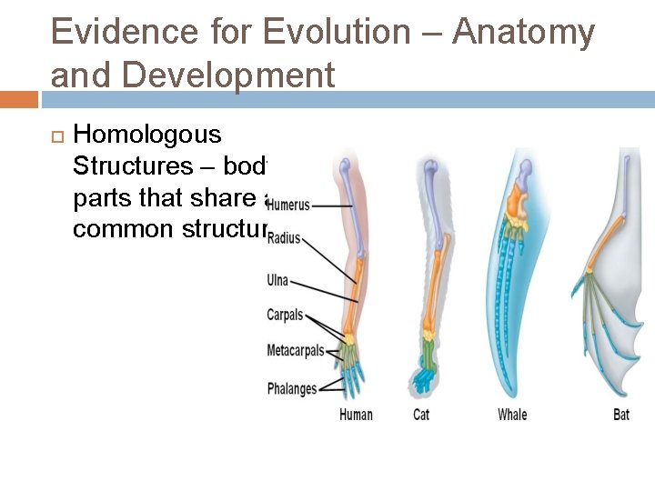 Evidence for Evolution – Anatomy and Development Homologous Structures – body parts that share